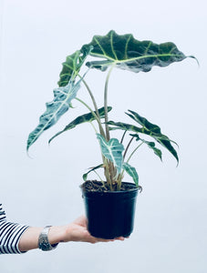 Alocasia Polly - Indoor