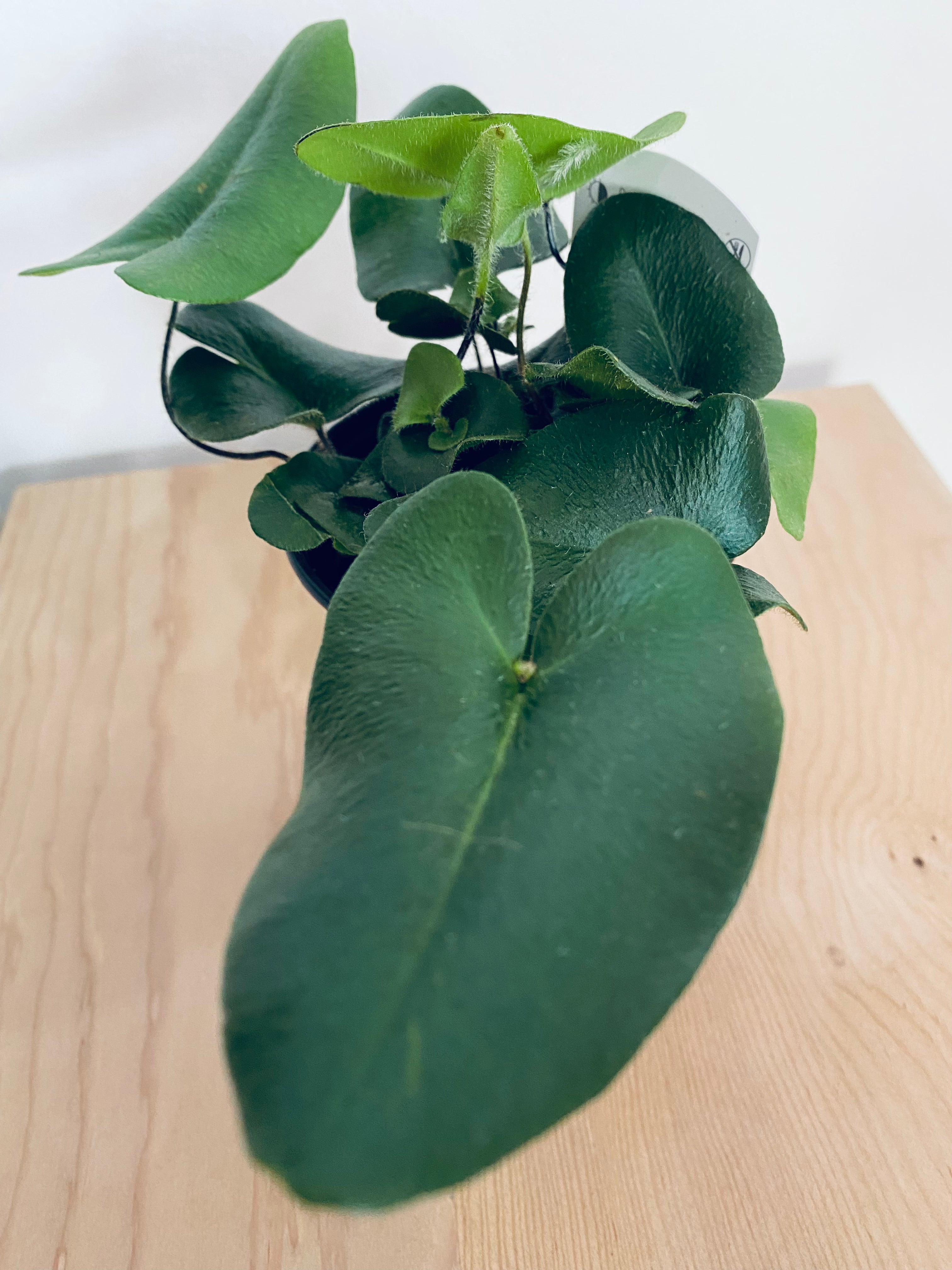 Heart Fern / Hemionitis Arifolia - Indoor Plant