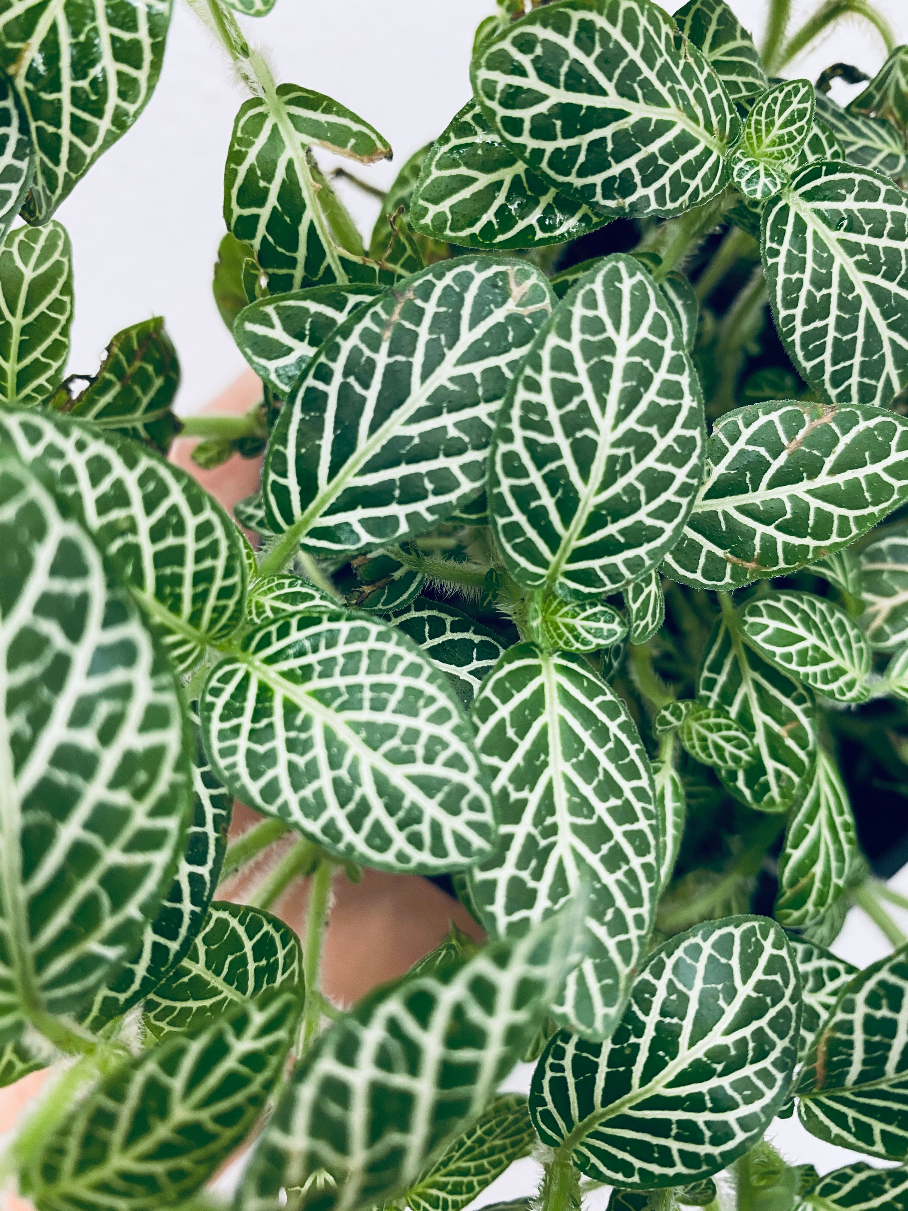 White Nerve Plant / Fittonia - Indoor Plant