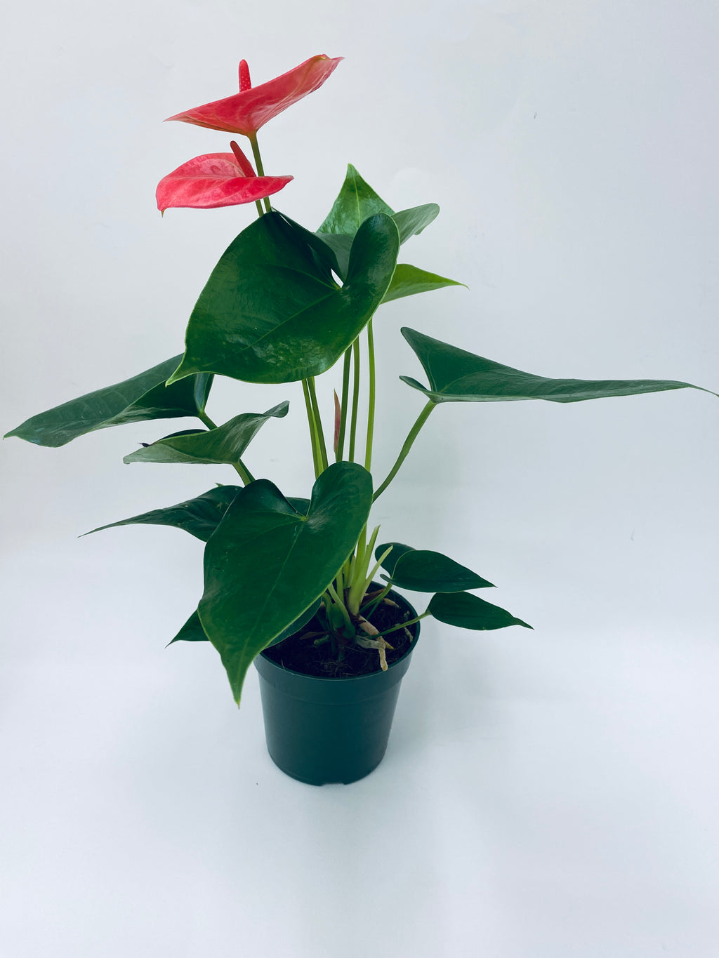 Anthurium / Flamingo Flower - Indoor Plant
