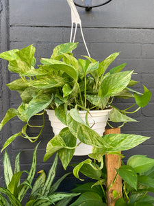 Pothos Marble Queen  / - Indoor Plant