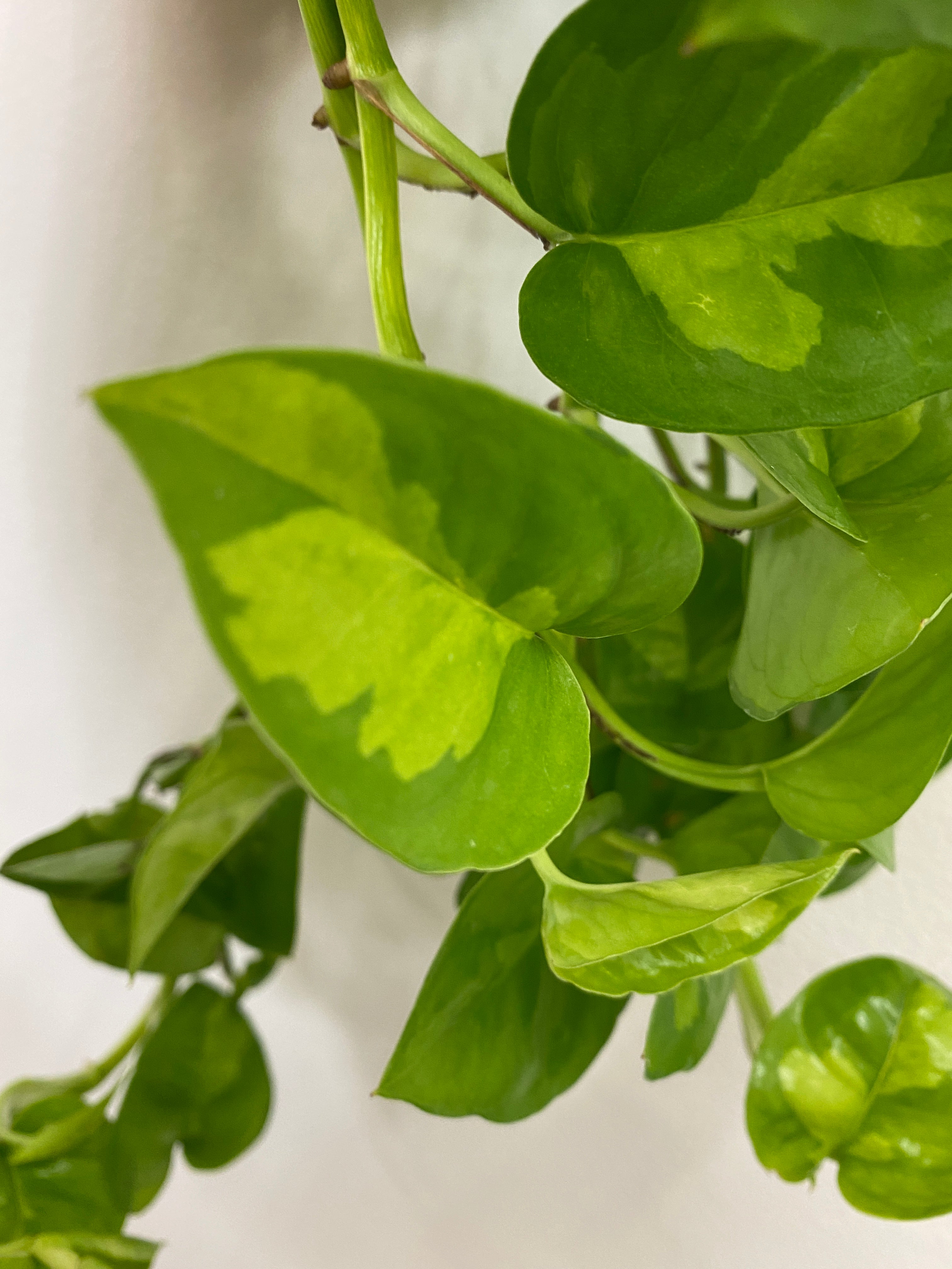 RARE: Pothos Global Green  / - Indoor Plant
