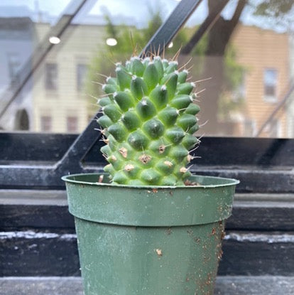 Pincushion Cactus- Indoor/Outdoor Plant