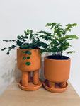 Tilman Planters with Saucer