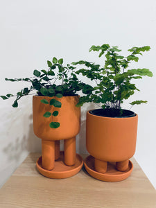 Tilman Planters with Saucer