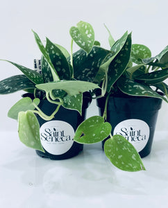 Pothos Scindapsus / Silver Satin Pothos / - Indoor Plant