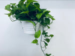 Jade Pothos / Epipremnum Aureum  - Indoor Plant