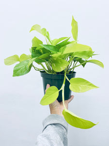 Neon Pothos - Indoor Plant