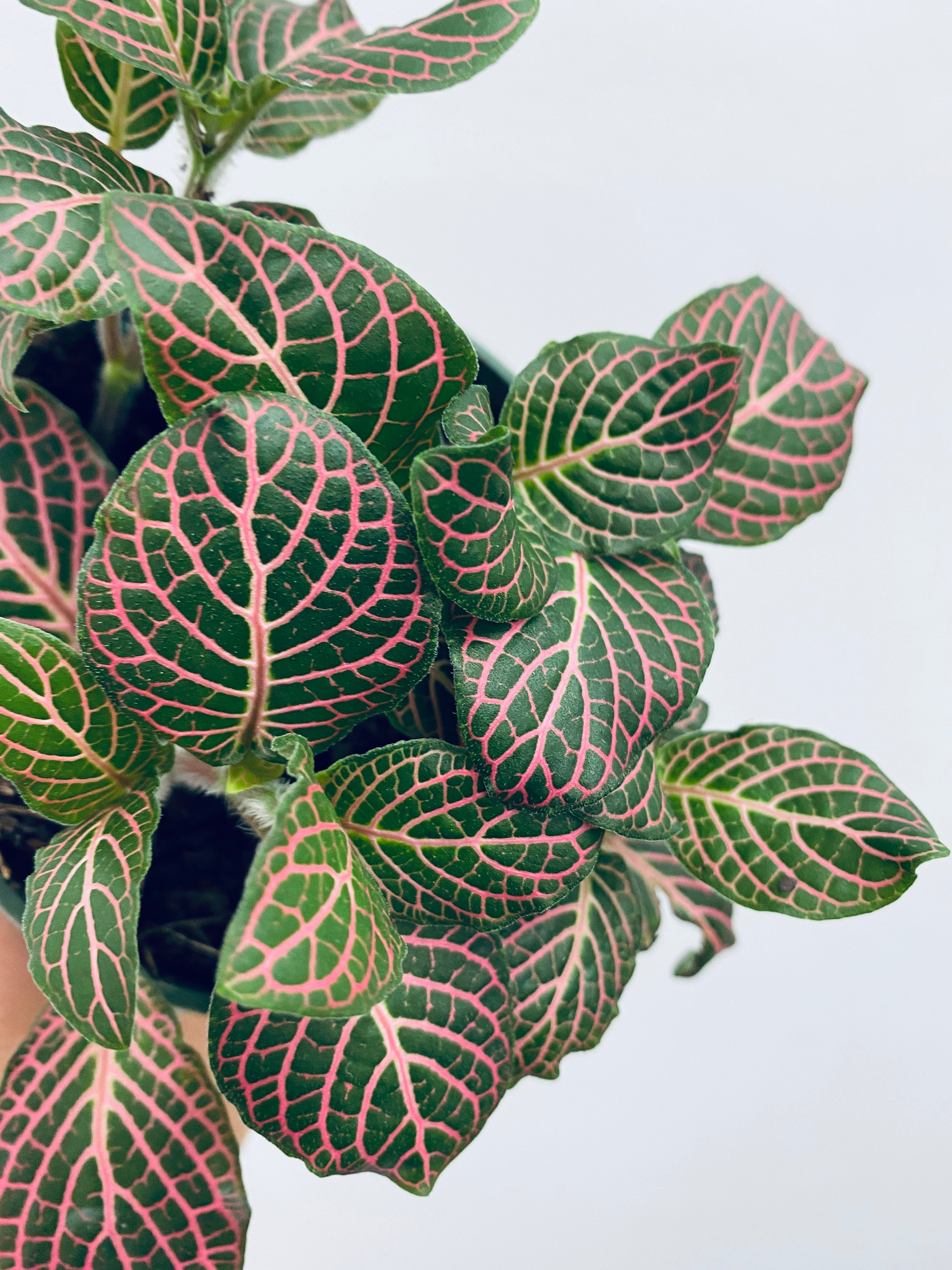 Pink Nerve Plant / Fittonia - Indoor Plant