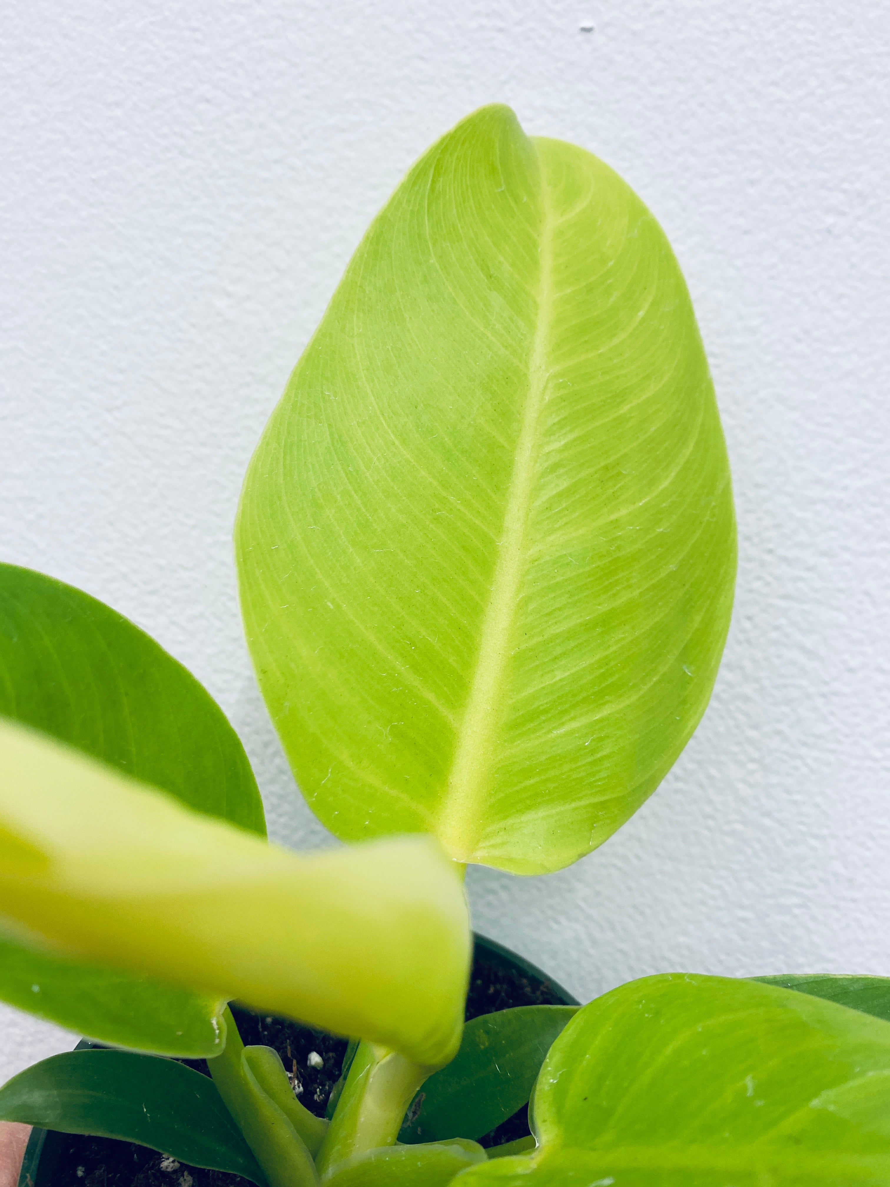 RARE: Philodendron Moonlight - Indoor Plant