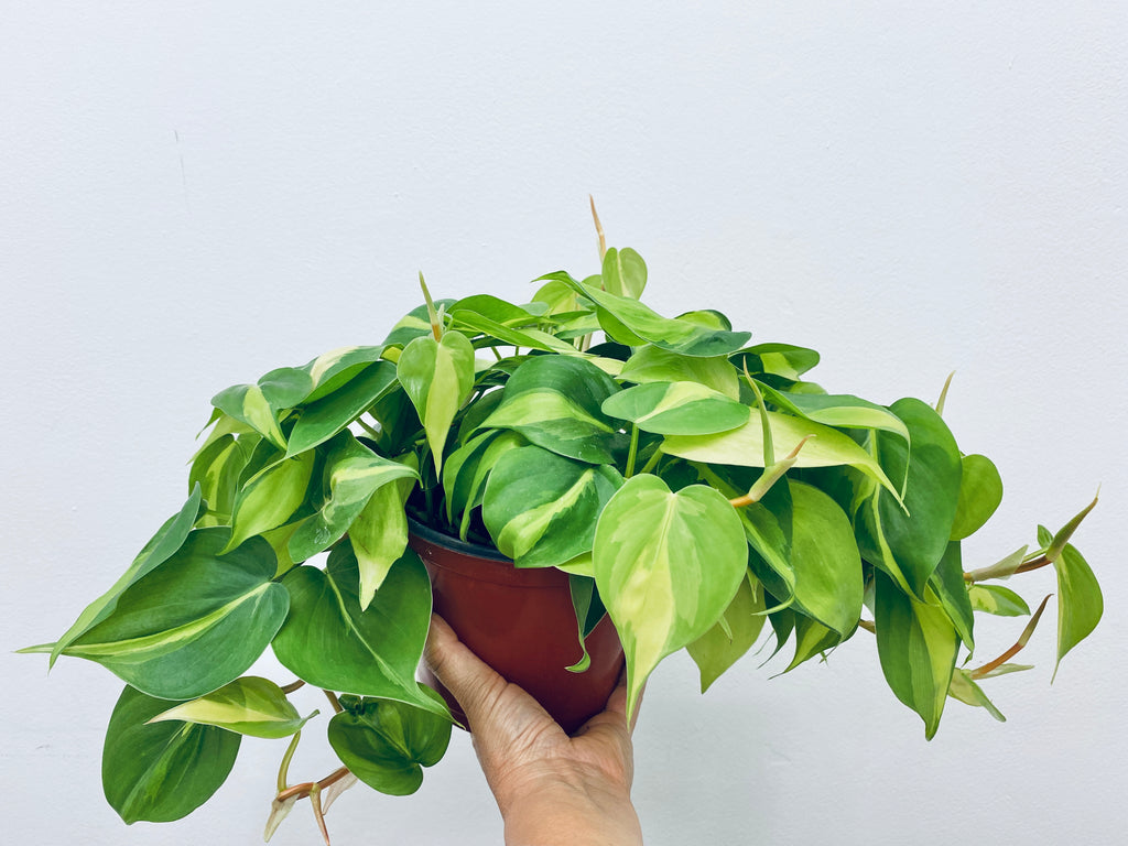 Philodendron Brasil  - Indoor Plant
