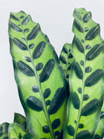 Calathea Lancifolia / Rattlesnake - Indoor Plant