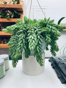 Donkey Tail - Indoor Plant