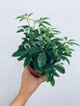 Umbrella Plant / Arboricola - Indoor Plant