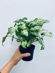 Nephthytis Syngonium   - Indoor Plant