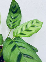 Calathea Leopardina  - Indoor Plant