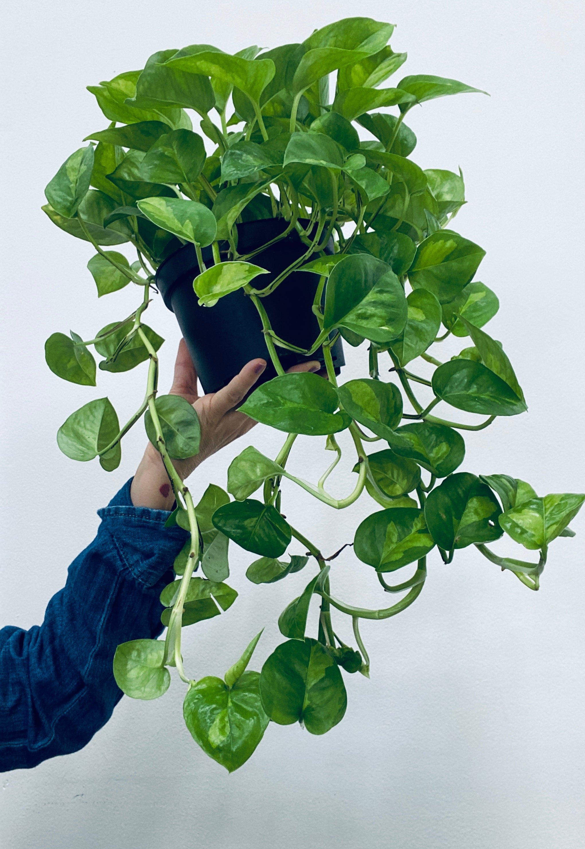 RARE: Pothos Global Green  / - Indoor Plant