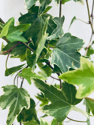 English Ivy - Indoor/Outdoor Plant