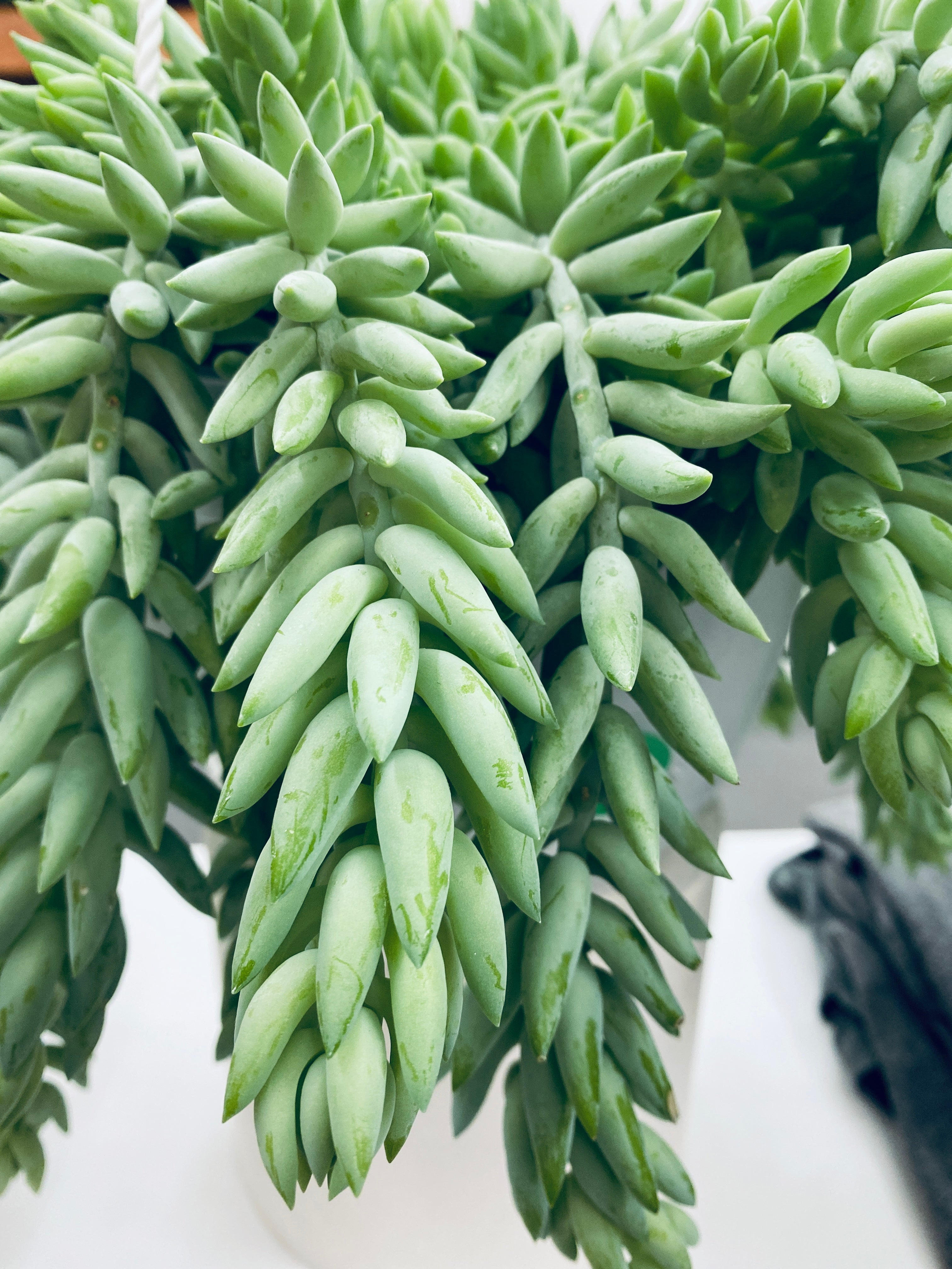 Donkey Tail - Indoor Plant