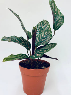 Calathea Ornata / Pinstripe Calathea- Indoor Plant