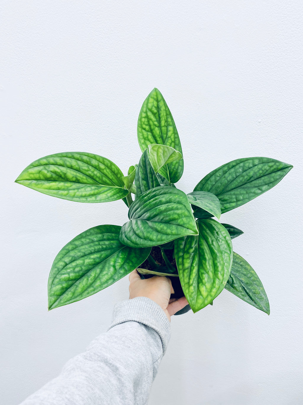 Philo Green Galaxy / Monstera Peru - Indoor