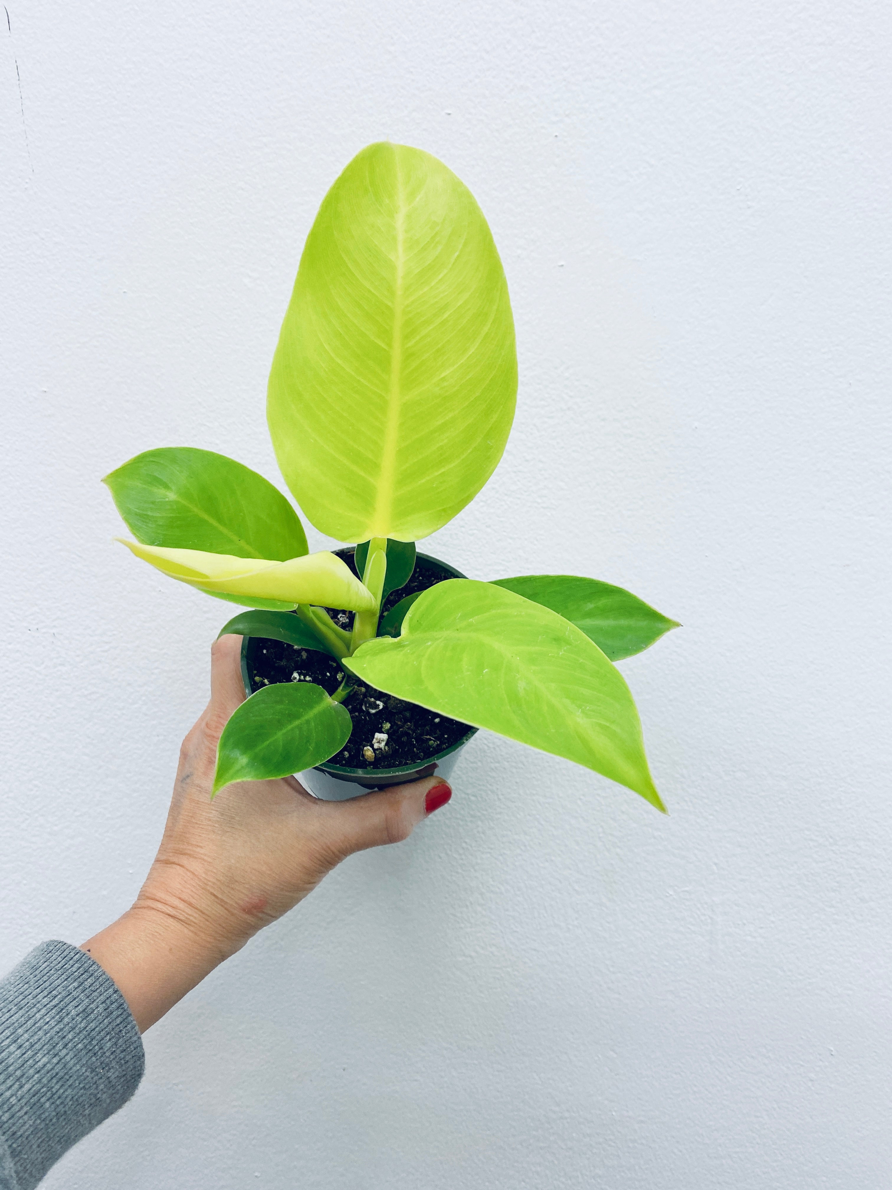 RARE: Philodendron Moonlight - Indoor Plant