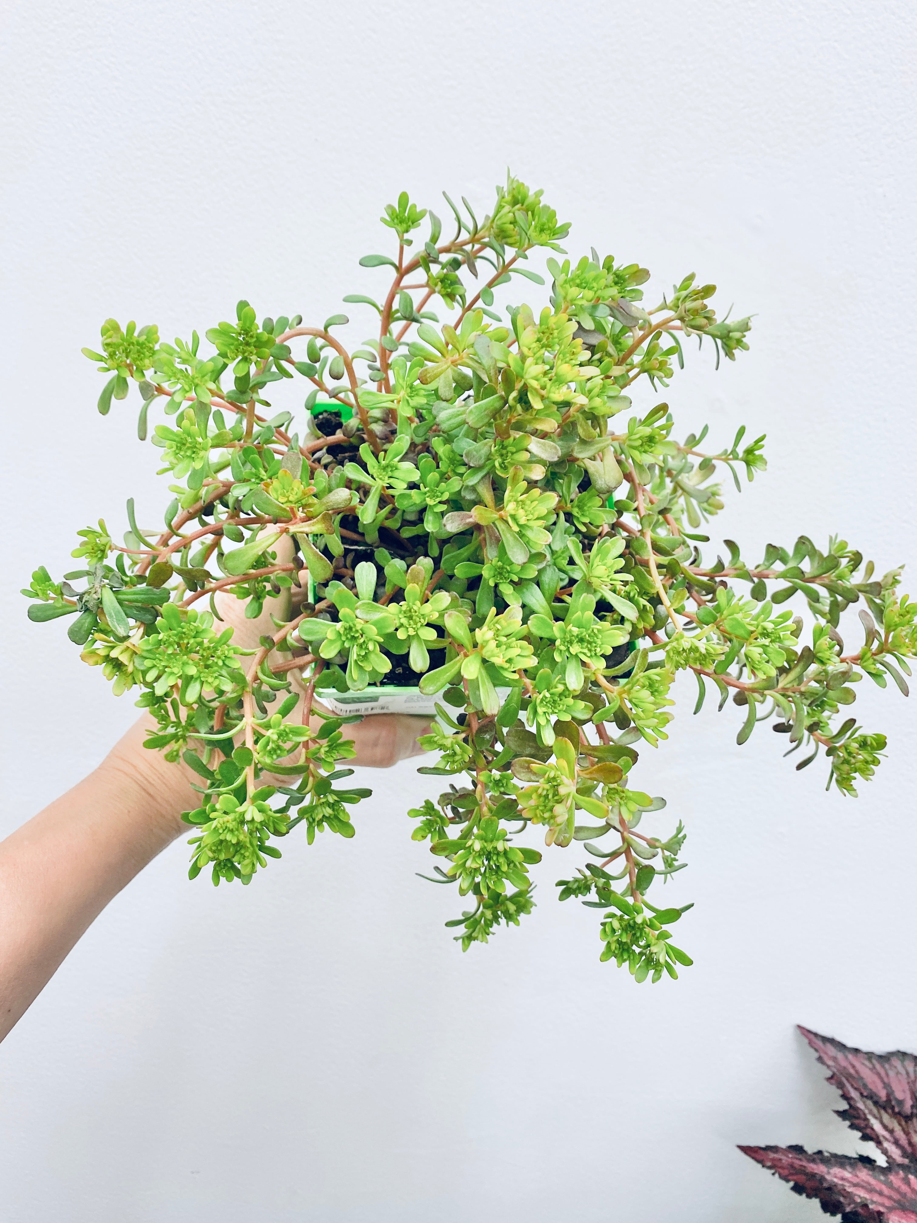 Assorted Outdoor Sedum Plants