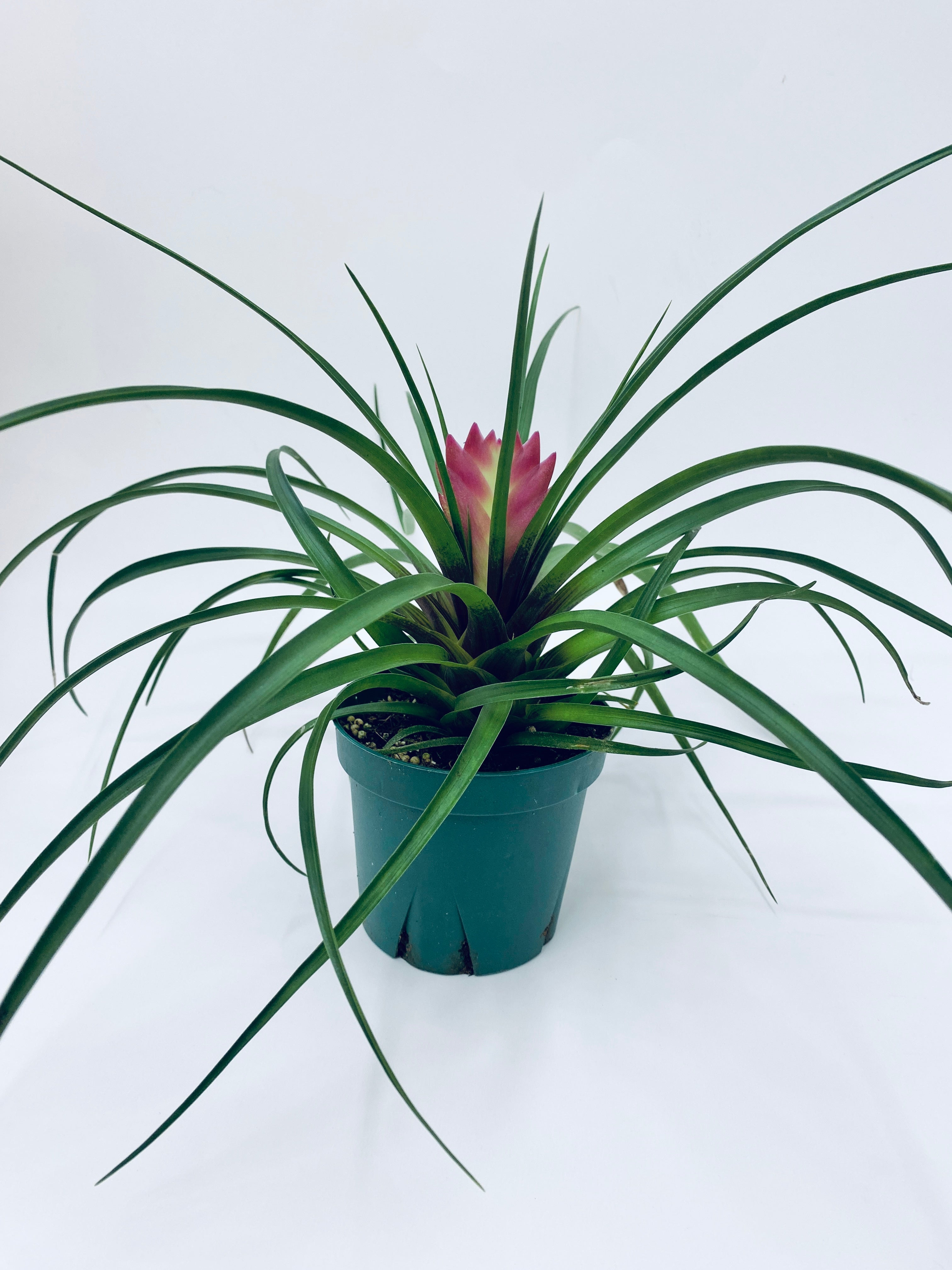 Tillandsia Cyanea / Bromeliad - Indoor Plant