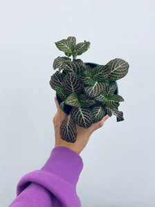 Pink Nerve Plant / Fittonia - Indoor Plant