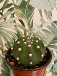 Sand Dollar / Domino / Easter Lily Cactus - Indoor/Outdoor Plant