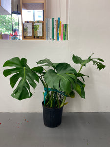 Monstera Deliciosa - Large Indoor Plant
