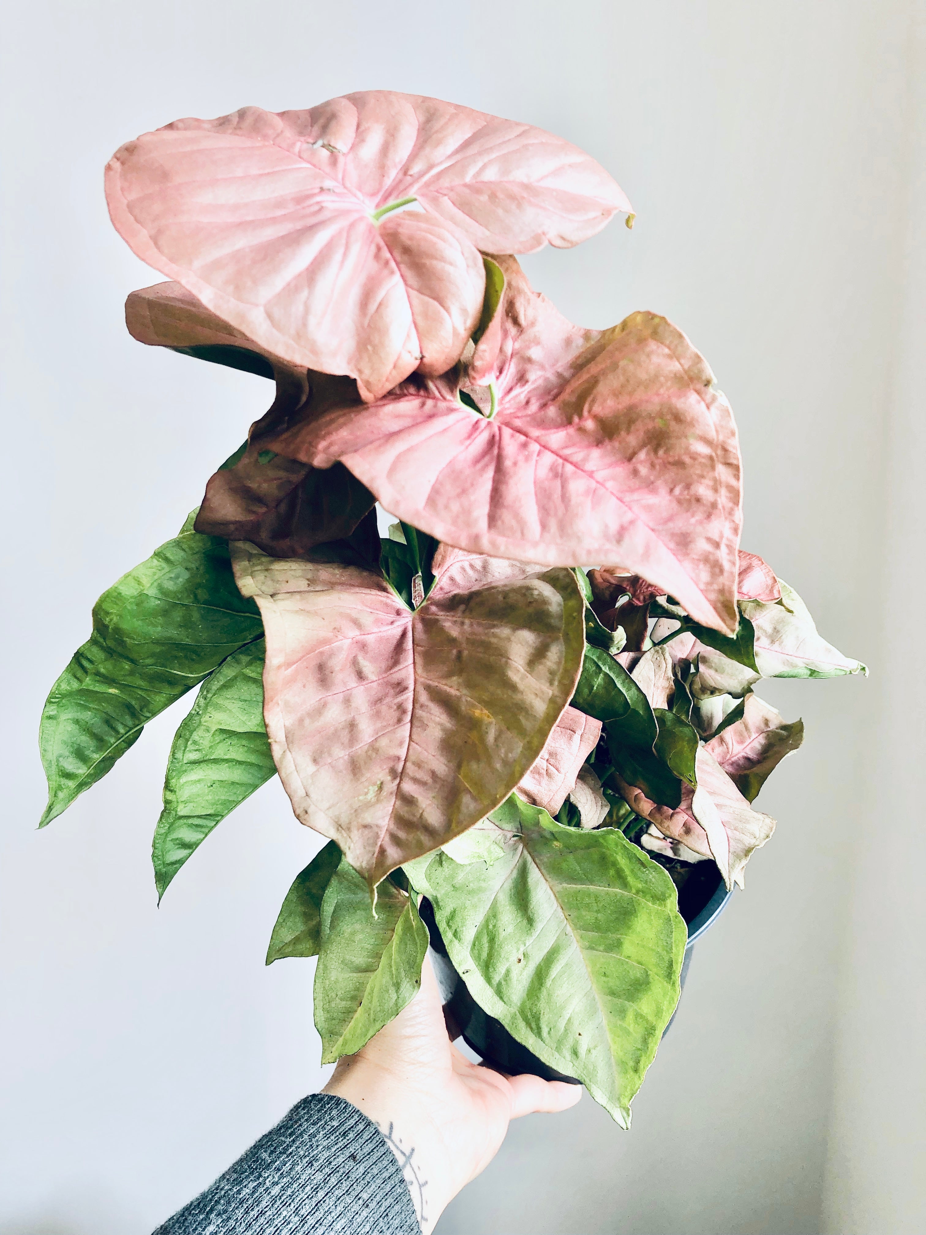 Pink Syngonium  - Indoor Plant