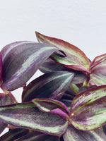 Tradescantia Wandering Dude / Purple Zebrina  - Indoor Plant