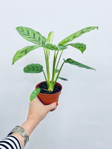 Calathea Leopardina  - Indoor Plant