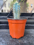 Red Torch Cactus - Indoor/Outdoor Plant