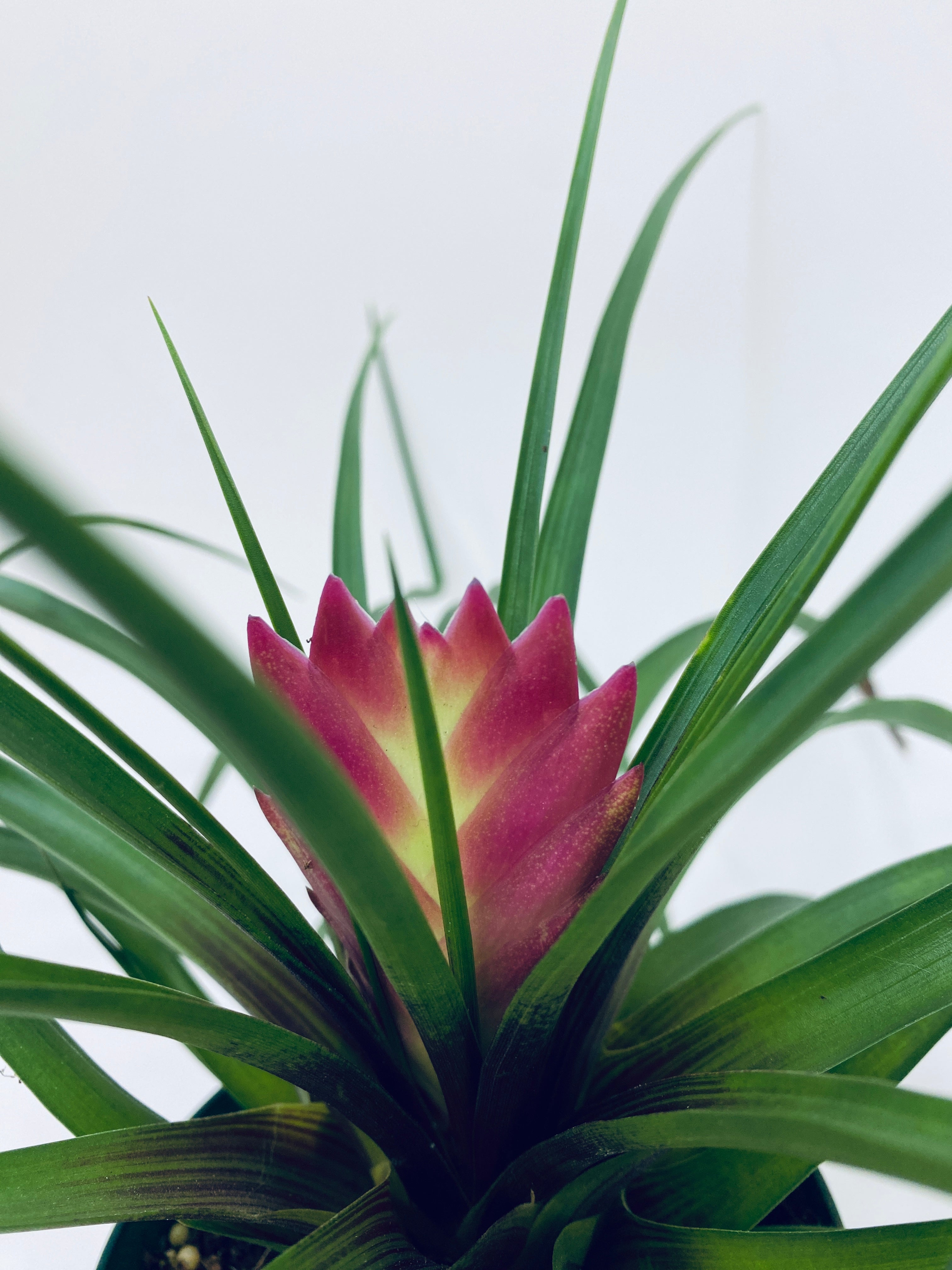 Tillandsia Cyanea / Bromeliad - Indoor Plant