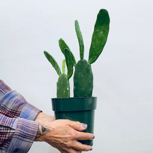 Opuntia / Prickly Pear Cactus - Indoor/Outdoor Plant