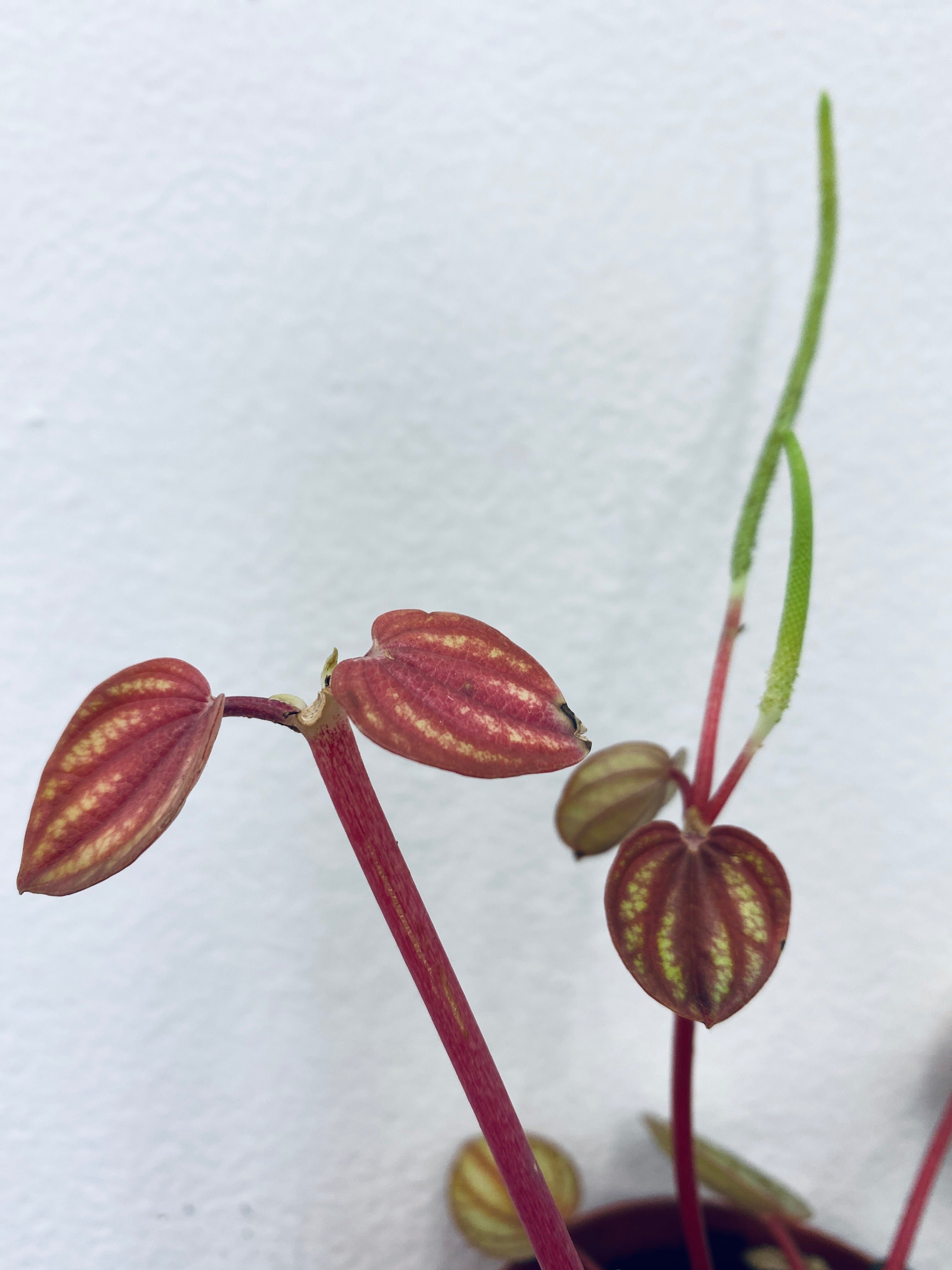 Piccolo Peperomia - Indoor Plant