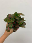 Red Nerve Plant / Fittonia - Indoor Plant