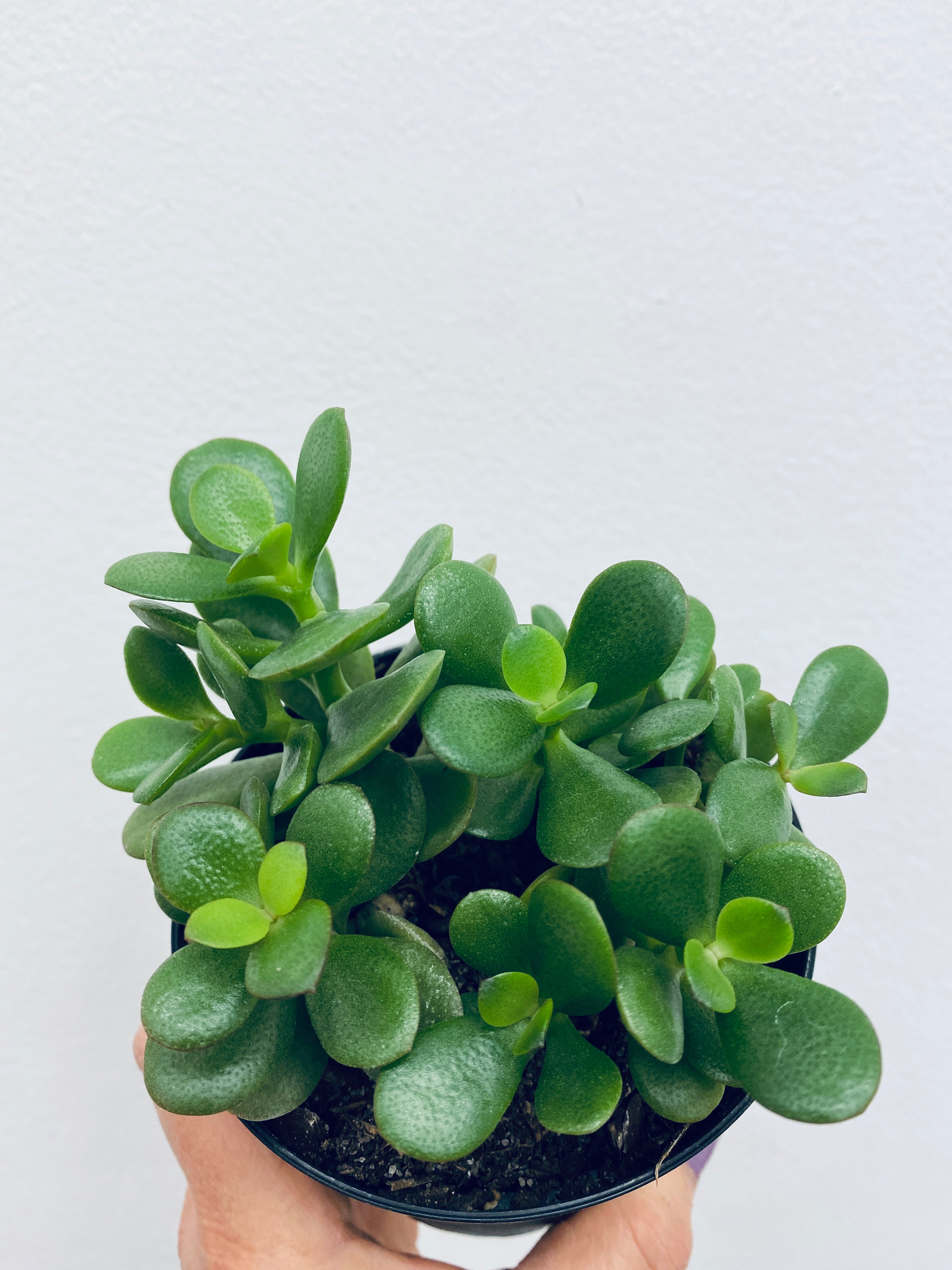 Jade/ Crassula Ovata- Indoor Plant