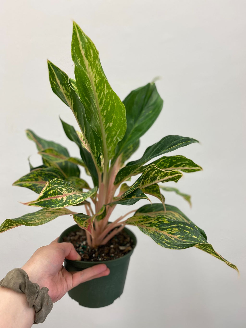 Aglaonema Sparkling Sara - Indoor/Outdoor Plant