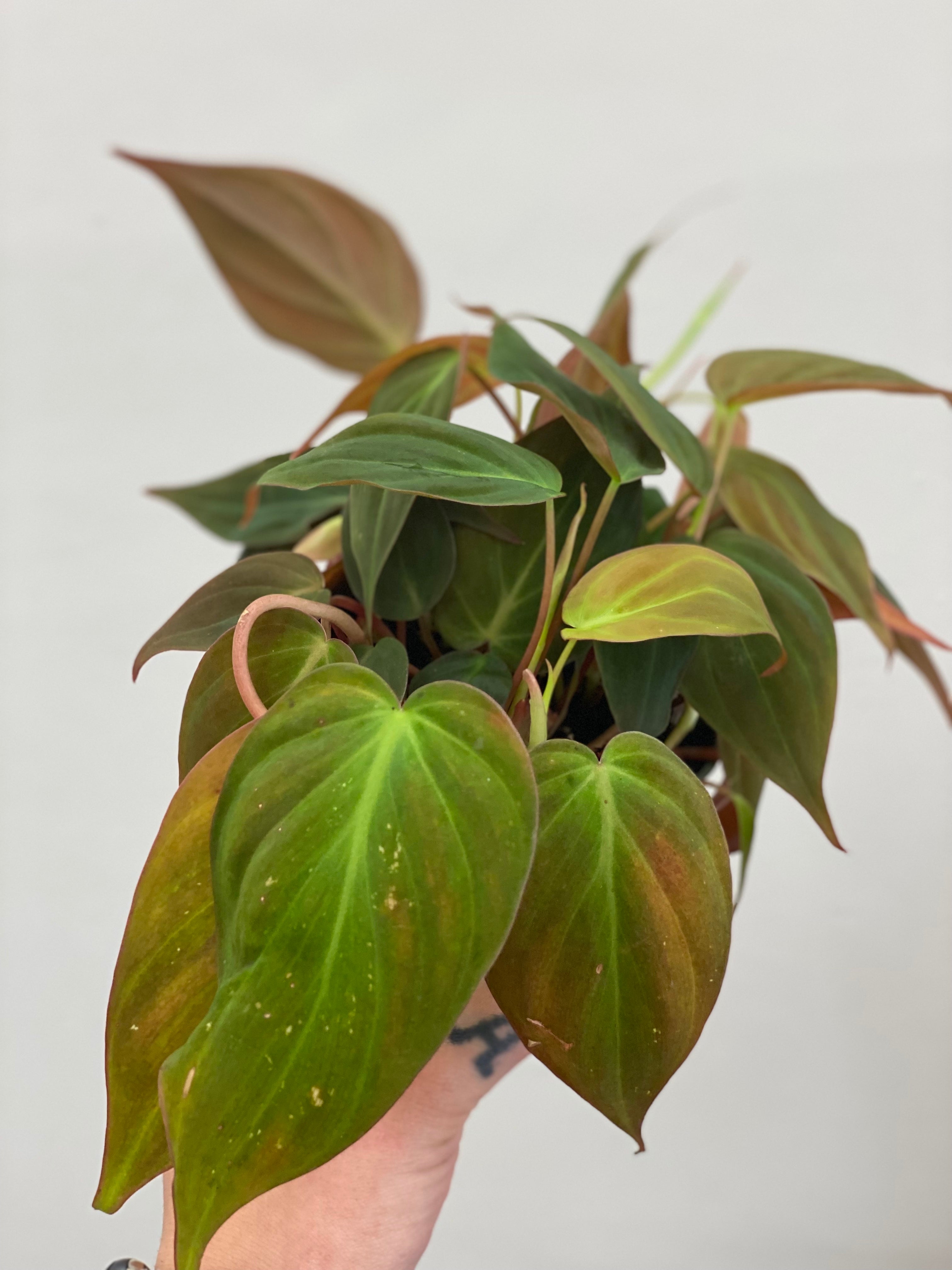 Philodendron Micans- Indoor Plant