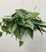 Pothos Scindapsus / Silver Satin Pothos / - Indoor Plant